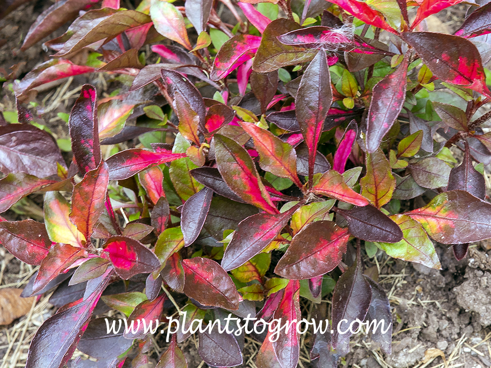 Red Carpet Althernanthera (Alternanthera)  Having reds, oranges, yellows and purple all at the same time creates a very colorful plant.